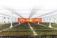 履历了疫情、、地动